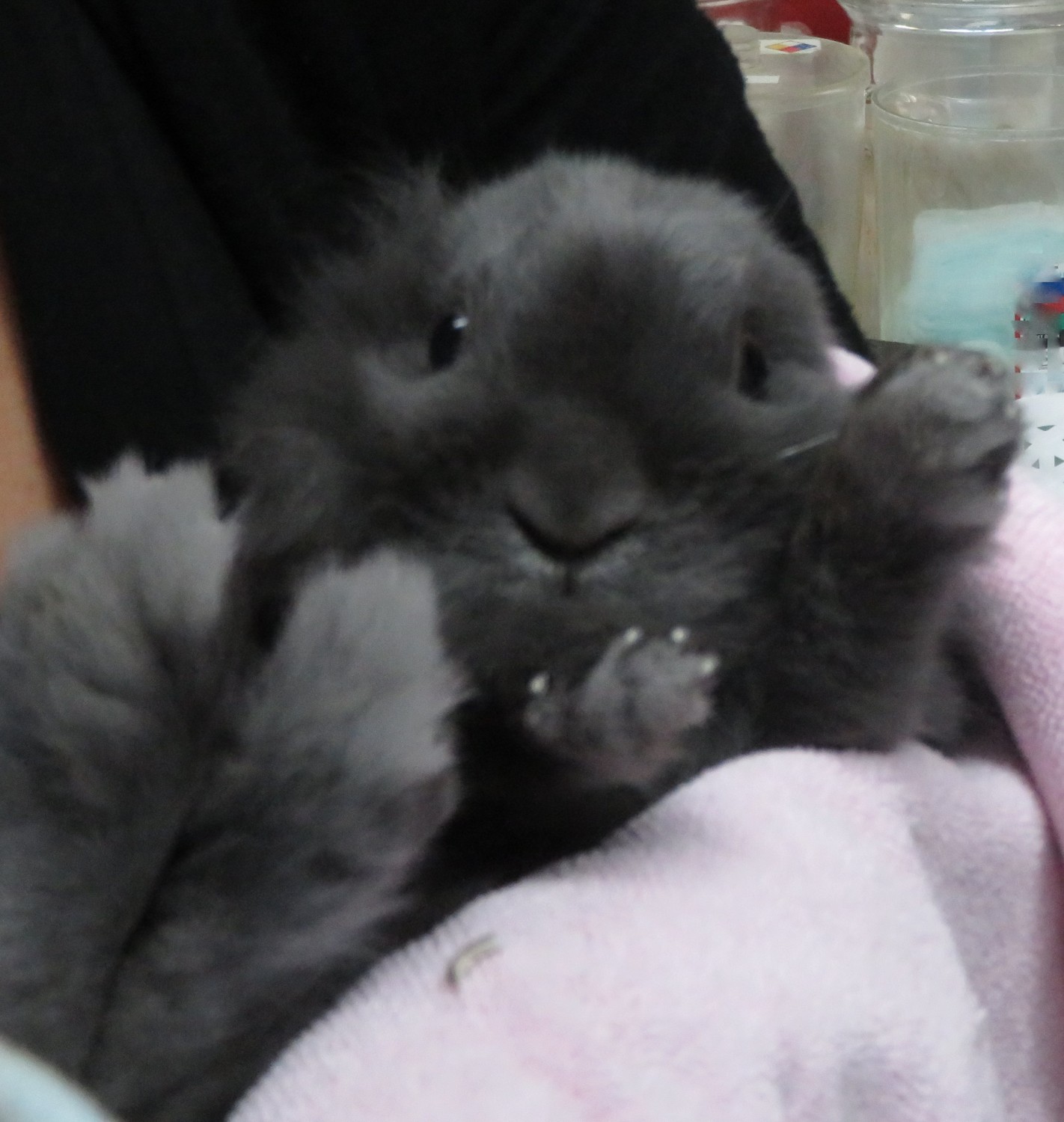 Edgefield Veterinary Hospital, LLC, Hampstead NHHome Page